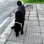 タイの野良犬さんぽー０１４：DOGGY STATION/犬のしつけ・問題行動・犬の心理学・犬の行動学・ドッグビヘイビアリスト