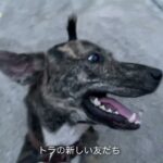 タイの野良犬さんぽー０１５：DOGGY STATION/犬のしつけ・問題行動・犬の心理学・犬の行動学・ドッグビヘイビアリスト