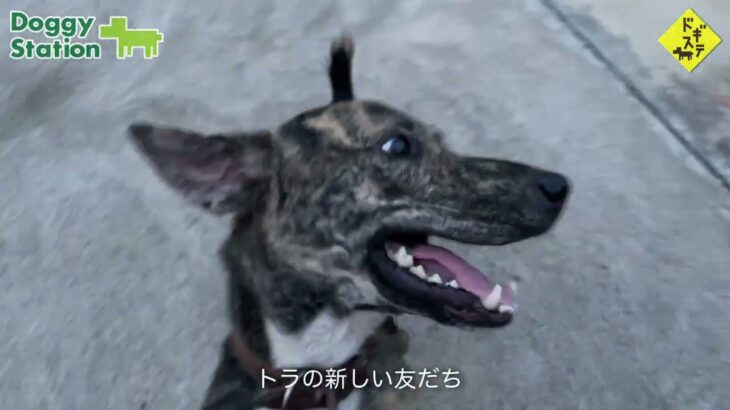 タイの野良犬さんぽー０１５：DOGGY STATION/犬のしつけ・問題行動・犬の心理学・犬の行動学・ドッグビヘイビアリスト