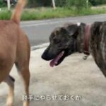 タイの野良犬さんぽー０１６：DOGGY STATION/犬のしつけ・問題行動・犬の心理学・犬の行動学・ドッグビヘイビアリスト