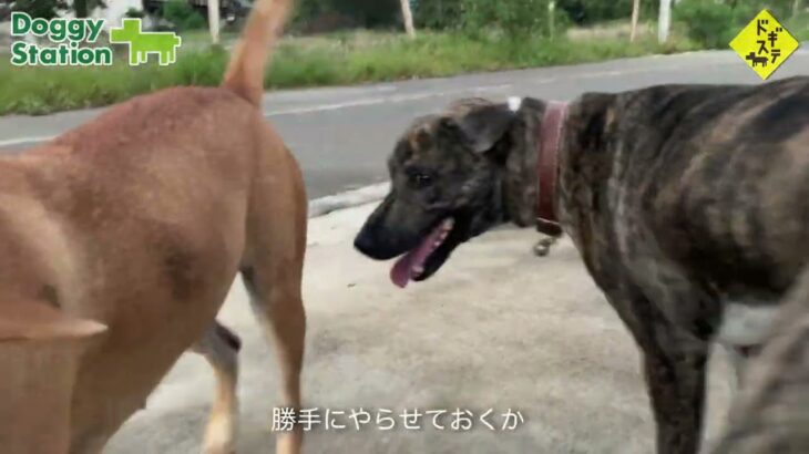 タイの野良犬さんぽー０１６：DOGGY STATION/犬のしつけ・問題行動・犬の心理学・犬の行動学・ドッグビヘイビアリスト