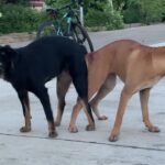 タイの野良犬さんぽー０１７：DOGGY STATION/犬のしつけ・問題行動・犬の心理学・犬の行動学・ドッグビヘイビアリスト