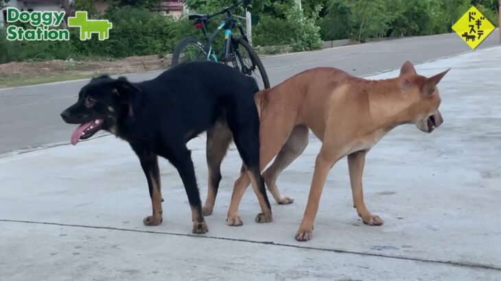 タイの野良犬さんぽー０１７：DOGGY STATION/犬のしつけ・問題行動・犬の心理学・犬の行動学・ドッグビヘイビアリスト