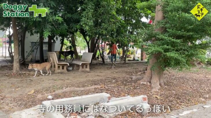 タイの野良犬さんぽー０１１：DOGGY STATION/犬のしつけ・問題行動・犬の心理学・犬の行動学・ドッグビヘイビアリスト