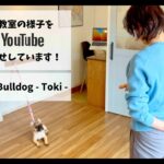 ［飼い主さんが学ぶしつけ教室］Day 2 – Toki –