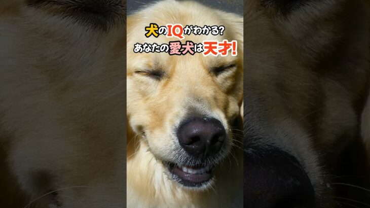 犬のIQがわかる？あなたの愛犬は天才！#犬 #犬の気持ち #犬のいる暮らし #dog #犬が好き #犬飼いたい #犬のしつけ