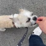 MIX犬の”まめくん”と散歩トレーニング！