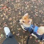 MIX犬の”コタロウくん”と散歩トレーニング！