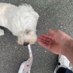 MIX犬の”うゆちゃん”と散歩トレーニング！