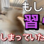 【犬 しつけ】改善できる？飼い主がやっている吠えすぎる犬に育ててしまうNG習慣【犬の飼い主】