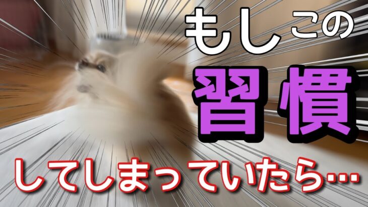 【犬 しつけ】改善できる？飼い主がやっている吠えすぎる犬に育ててしまうNG習慣【犬の飼い主】