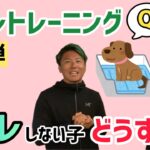 トイレトレーニングQ＆A 【第4弾】NOBU＆KUMI　人前でトイレをしない子どうする！？【犬 トイレ】