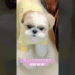 【抱っこのおねだりする犬】Shihtzu asks mom to hug #シーズーあいす #シーズー #puppy #犬 #犬のしつけ #vlog #vlog #pets #hug #family