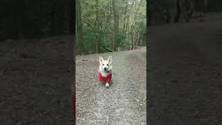 「ももちゃん、おいでー🙂」#コーギー #corgi #奈良公園 #若草山 #奈良#犬のしつけ