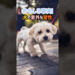 おもしろ事実！犬の意外な習性#犬 #犬の気持ち #犬のいる暮らし #dog #犬飼いたい #犬のしつけ