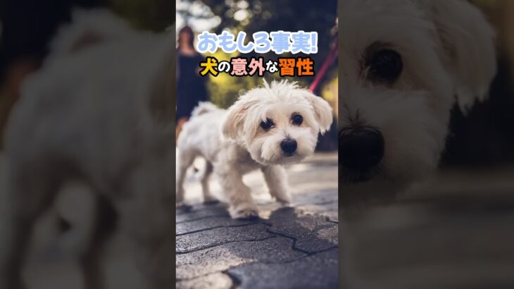 おもしろ事実！犬の意外な習性#犬 #犬の気持ち #犬のいる暮らし #dog #犬飼いたい #犬のしつけ