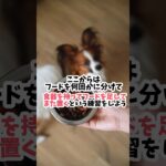 ゴハンで怒ってしまう犬の直し方【フードアグレッシブ】#犬のしつけ #dog #犬のいる生活