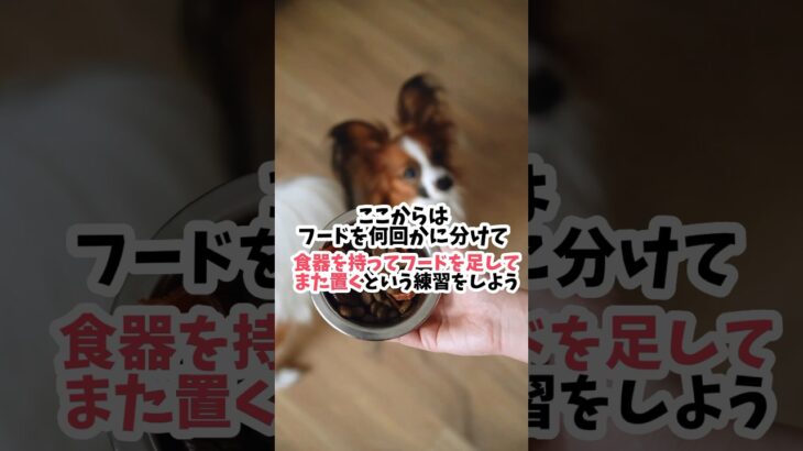 ゴハンで怒ってしまう犬の直し方【フードアグレッシブ】#犬のしつけ #dog #犬のいる生活