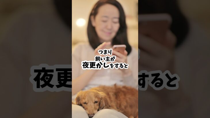 飼い主の夜更かしで愛犬が寝不足に #犬のしつけ #dog #犬のいる生活