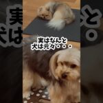 【悲報】犬はコレだけで行動を決めている！ちょっと難しいけど、説明欄に解説があります #犬のしつけ #犬のいる生活 #dog