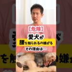 【危険】愛犬が腰を触られるのを嫌がる！ #犬のしつけ #犬のいる暮らし #dog