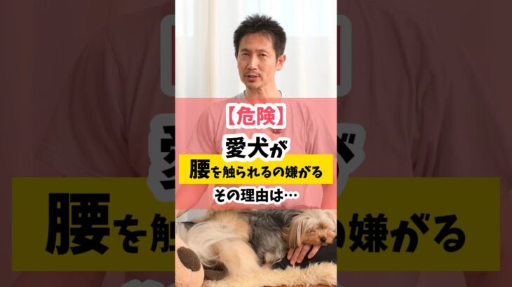 【危険】愛犬が腰を触られるのを嫌がる！ #犬のしつけ #犬のいる暮らし #dog