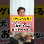 すぐにできるようになる！うちの犬おやつがないと「おいで」ができません #犬のしつけ #犬のいる生活 #dog