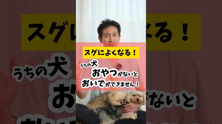 すぐにできるようになる！うちの犬おやつがないと「おいで」ができません #犬のしつけ #犬のいる生活 #dog