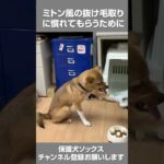 保護犬ソックス  #犬動画 #dog #lightning #しつけ #ペット