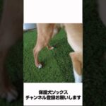 ソックス 待て #犬動画 #dog #lightning #しつけ #犬