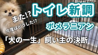 【また!?トイレ新調ポメラニアン】#犬#ポメラニアン#ポメラニアン男の子 #トイレ問題#ポメラニアントイレ#犬トイレ#犬トイレ問題 #dog #pomeranian#犬の一生#トイレしつけ#犬しつけ