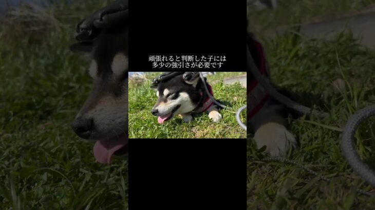 演技を見極めましょう #doglibre #ドッグトレーニング #犬のしつけ #柴犬