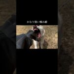 乗り越えられると信じて。 #doglibre#ドッグトレーニング #犬のしつけ