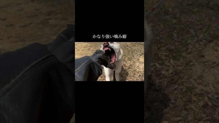 乗り越えられると信じて。 #doglibre#ドッグトレーニング #犬のしつけ