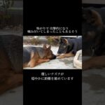 トレーナーにもレベルがあります #doglibre#ドッグトレーニング #犬のしつけ