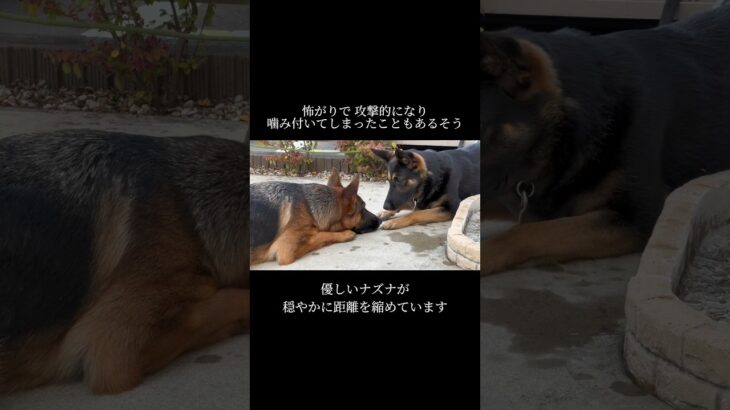 トレーナーにもレベルがあります #doglibre#ドッグトレーニング #犬のしつけ