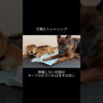 ｢おやつ｣｢体罰｣ 必要ありません。 #doglibre #ドッグトレーニング #犬のしつけ