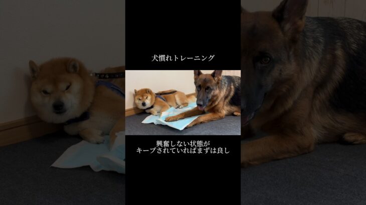 ｢おやつ｣｢体罰｣ 必要ありません。 #doglibre #ドッグトレーニング #犬のしつけ