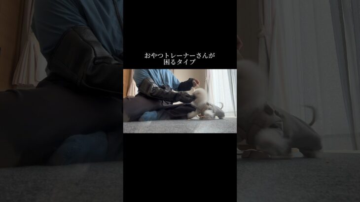 所詮おやつはツール #doglibre #ドッグトレーニング #犬のしつけ