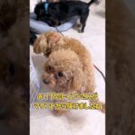 じゃれあうトイプーちゃん達が可愛すぎ　#犬のいる暮らし #dogshorts  #かわいい犬