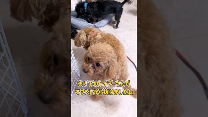 じゃれあうトイプーちゃん達が可愛すぎ　#犬のいる暮らし #dogshorts  #かわいい犬