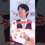 【#わんこアキネーター】アキネーターチャレンジ【バーニーズマウンテンドッグ編】プロドッグトレーナーなら犬種当てられるはず！#dogshorts #dogtraining #犬のいる暮らし