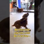 テンションが高すぎるコッカーさんのクレートトレーニング　#dogshorts #犬の幼稚園 #dogtraining