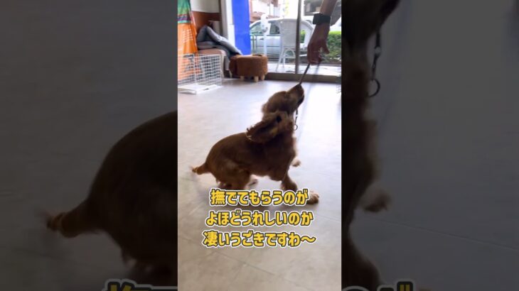 テンションが高すぎるコッカーさんのクレートトレーニング　#dogshorts #犬の幼稚園 #dogtraining