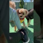 #犬の保育園field_u #いぬすたぐらむ #いぬのいる暮らし #いぬのきもち #いぬバカ部 #いぬのいる暮らし #犬の保育園#犬のしつけ教室#ドッグトレーニング#犬#いぬばか#犬との暮らし