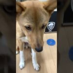 保護犬ソックス ごはん マルチアングル #犬動画 #shiba #dog #しつけ #しつけトレーニング