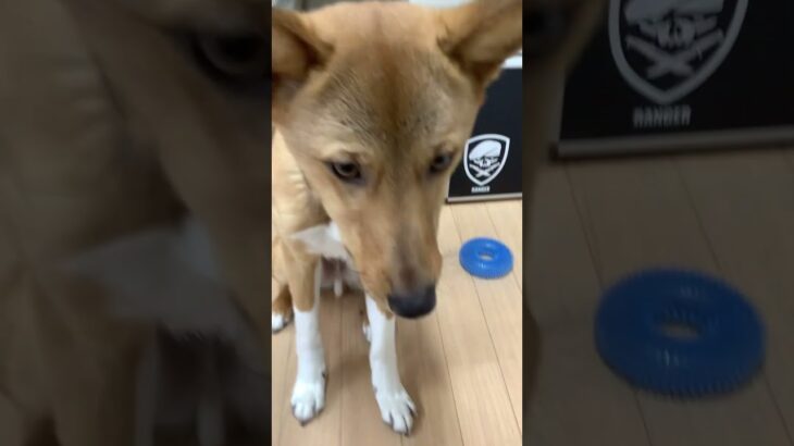 保護犬ソックス ごはん マルチアングル #犬動画 #shiba #dog #しつけ #しつけトレーニング