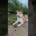 ドッグランが大好きなわんこ #柴犬 #フードアグレッシブ #犬のしつけ #本気噛み #shiba #shibadog #ドッグラン