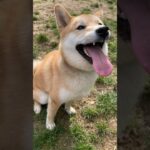 小太郎の日常 #柴犬 #フードアグレッシブ #本気噛み #犬のしつけ #ドッグラン #shiba #shibadog