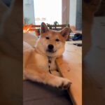 人生いろいろ考えるわんこ #柴犬 #フードアグレッシブ #犬のしつけ #本気噛み #shiba #shibadog